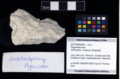 Foto (Objekt + Etikett) von Paguroidea indet.  (NHMW-GEO-2017-0089-0049)